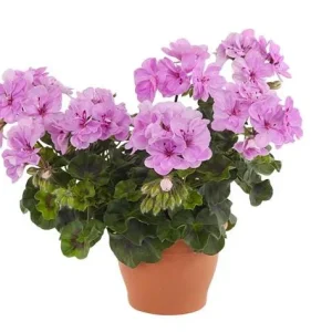 Hardy Geranium Live Plant – Fragrant Lavender Purple Flower Geranium 5-8" Tall - Image 1