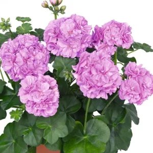 Hardy Geranium Live Plant – Fragrant Lavender Purple Flower Geranium 5-8" Tall - Image 2