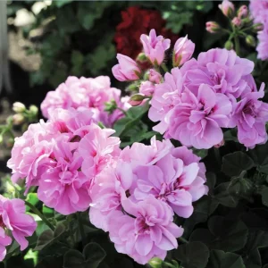 Hardy Geranium Live Plant – Fragrant Lavender Purple Flower Geranium 5-8