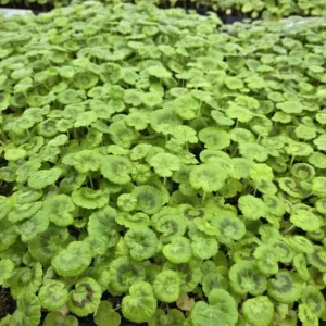 Hardy Geranium Live Plant – Fragrant Lavender Purple Flower Geranium 5-8