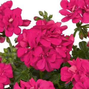 Hardy Geranium Live Plant - Fragrant Pink Flowers, 5-8 Inch Tall - Image 2