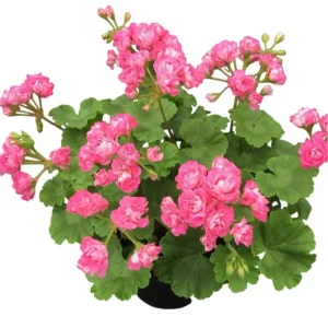 Hardy Geranium Live Plant - Fragrant Pink Flowers, 5-8 Inch Tall - Image 7
