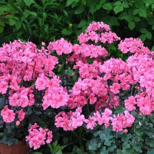 Hardy Geranium Live Plant - Fragrant Pink Flowers, 5-8 Inch Tall - Image 8