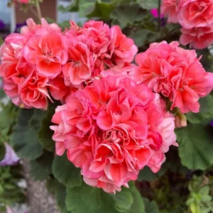 Hardy Geranium Live Plant - Fragrant Pink Flowers, 5-8 Inch Tall - Image 9