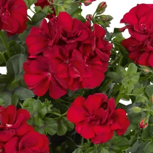 Hardy Geranium Live Plant - Red Flower Geraniums 5-8 Inch Tall, Outdoor - Image 8