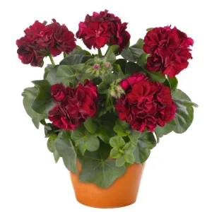 Hardy Geranium Live Plant - Red Flower Geraniums 5-8 Inch Tall, Outdoor - Image 1