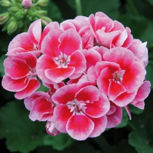 Hardy Geranium Live Plant Set – 2 Bicolor Fragrant Plants – 5-8