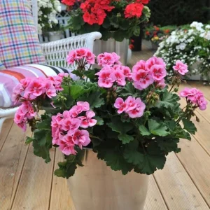 Hardy Geranium Live Plant Set – 2 Bicolor Fragrant Plants – 5-8