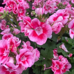 Hardy Geranium Live Plant Set – 2 Bicolor Fragrant Plants – 5-8