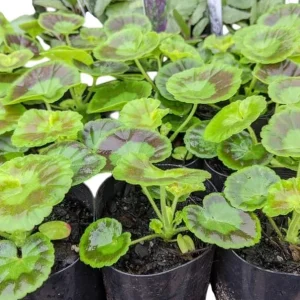 Hardy Geranium Live Plant Set – 2 Bicolor Fragrant Plants – 5-8