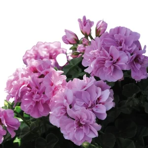 Hardy Geranium Live Plant Set of 2 – Fragrant Lavender Purple Flowers, 5-8