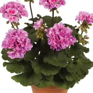 Hardy Geranium Live Plant Set of 2 – Fragrant Lavender Purple Flowers, 5-8
