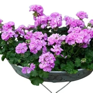 Hardy Geranium Live Plant Set of 2 – Fragrant Lavender Purple Flowers, 5-8