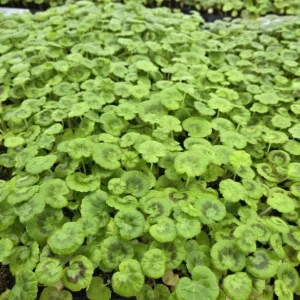 Hardy Geranium Live Plant Set of 2 – Fragrant Lavender Purple Flowers, 5-8