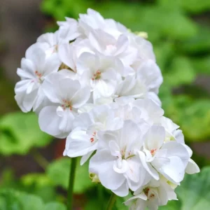 Hardy Geranium Live Plant – White Fragrant Flowers – 5-8