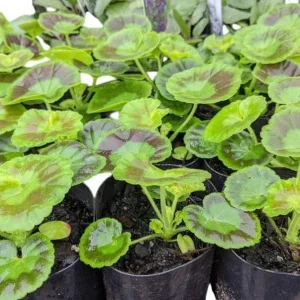 Hardy Geranium Live Plant – White Fragrant Flowers – 5-8" Tall - Image 2