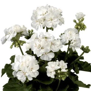 Hardy Geranium Live Plant – White Fragrant Flowers – 5-8