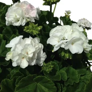 Hardy Geranium Live Plant – White Fragrant Flowers – 5-8