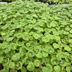 Hardy Geranium Live Plants - Set of 2 Fragrant Pink Flower Geranium, 5-8