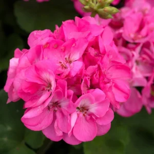 Hardy Geranium Live Plants - Set of 2 Fragrant Pink Flower Geranium, 5-8
