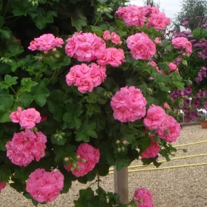 Hardy Geranium Live Plants - Set of 2 Fragrant Pink Flower Geranium, 5-8