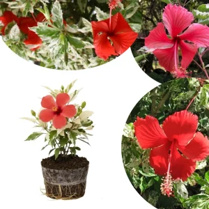 Hardy Hibiscus Live Plant – Pink Flowers, 7-12" Tall Perennial for Outdoor Full Sun - Image 2