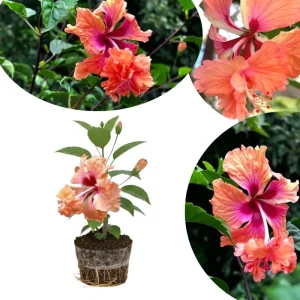 Hardy Hibiscus Live Plant – Pink Flowers, 7-12