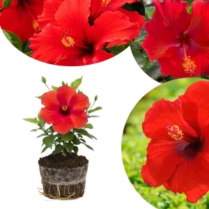 Hardy Hibiscus Live Plant – Pink Flowers, 7-12