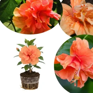 Hardy Hibiscus Live Plant – Pink Flowers, 7-12" Tall Perennial for Outdoor Full Sun - Image 1