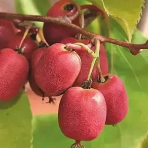 Hardy Kiwi Berry Plants Live - Set of 2 Vines, 5-9" Tall, Outdoor - Image 2