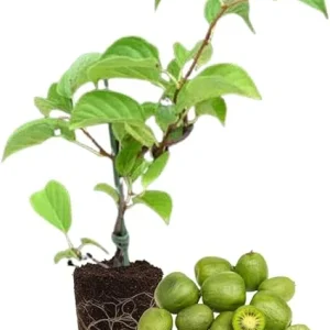 Hardy Kiwi Plant Live - 5-8" Tall Starter Vine, Well Rooted for Berries - Image 2