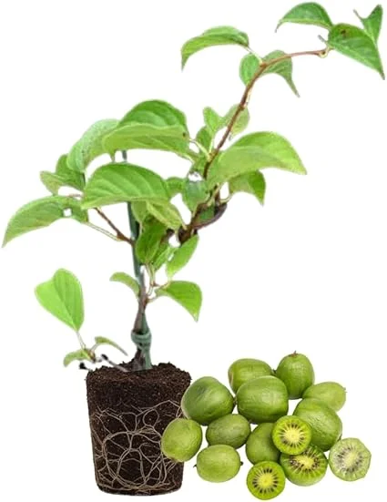 Hardy Kiwi Plant Live - 5-8" Tall Starter Vine, Well Rooted for Berries - Image 2
