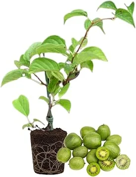 Hardy Kiwi Plant Live - 5-8" Tall Starter Vine, Well Rooted for Berries - Image 3