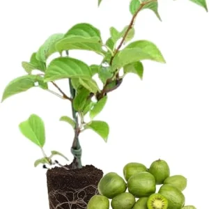 Hardy Kiwi Plant Live - 5-8