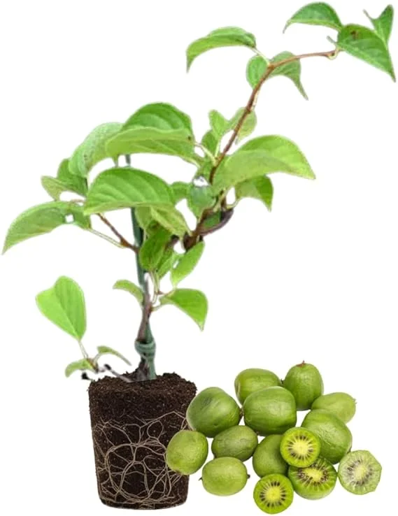 Hardy Kiwi Plant Live - 5-8" Tall Starter Vine, Well Rooted for Berries - Image 1