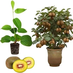 Hardy Male Kiwi Plant Live Vine – 5-9" Starter for Fruit Production - Image 2