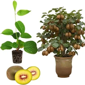 Hardy Male Kiwi Plant Live Vine – 5-9" Starter for Fruit Production - Image 1
