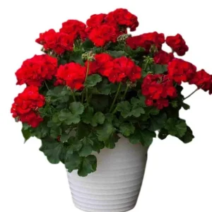 Hardy Red Geranium Live Plants - Set of 2, Fragrant Flowers, 5-8 Inch Tall - Image 1