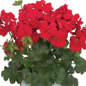 Hardy Red Geranium Live Plants - Set of 2, Fragrant Flowers, 5-8 Inch Tall - Image 3