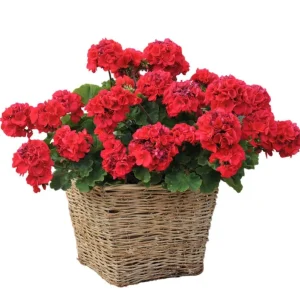 Hardy Red Geranium Live Plants - Set of 2, Fragrant Flowers, 5-8 Inch Tall - Image 5