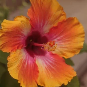 Hardy Sunset Hibiscus Live Plant, 8-10 Inches Tall Seedling, Outdoor Flower - Image 2