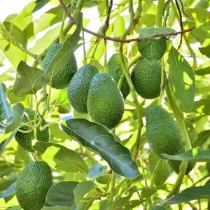 Hass Avocado Live Plant - Cold Hardy, 8-10 Inch Tall, Outdoor Fruit Tree - Image 5
