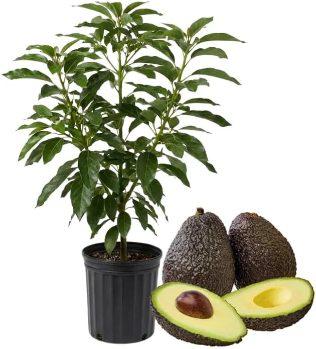 Hass Avocado Tree Live Plant, 3-3.5 Ft Tall, Cold Hardy Seedling, 3 Gallon Pot - Image 3