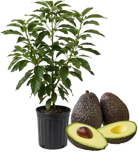 Hass Avocado Tree Live Plant, 3-3.5 Ft Tall, Cold Hardy Seedling, 3 Gallon Pot - Image 4