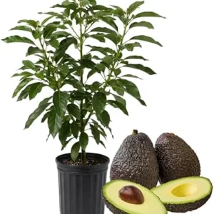 Hass Avocado Tree Live Plant, 3-3.5 Ft Tall, Cold Hardy Seedling, 3 Gallon Pot - Image 5