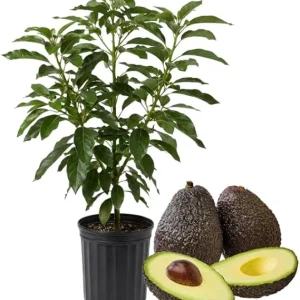 Hass Avocado Tree Live Plant, 3-3.5 Ft Tall, Cold Hardy Seedling, 3 Gallon Pot - Image 6