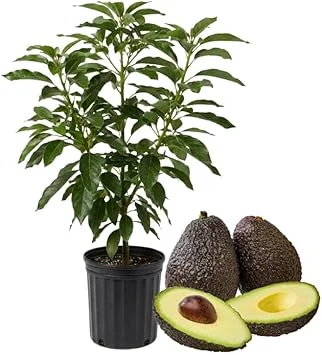 Hass Avocado Tree Live Plant, 3-3.5 Ft Tall, Cold Hardy Seedling, 3 Gallon Pot - Image 7