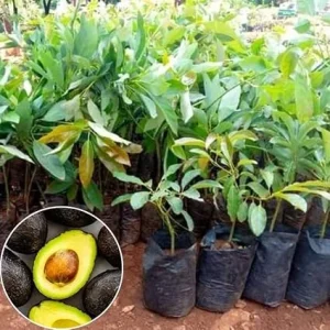 Hass Avocado Tree Live Plant – 4" Pot, 6-10" Tall – Cold Hardy Fruit Tree - Image 2