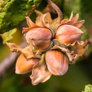 Hazelnut Tree Live Plant, 12-24 Inches Tall, Cold-Hardy Outdoor Nut Tree - Image 3