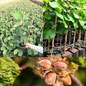 Hazelnut Tree Live Plant, 1.5-2 Feet Tall, Cold Hardy Nut Tree for Outdoor Garden - Image 5